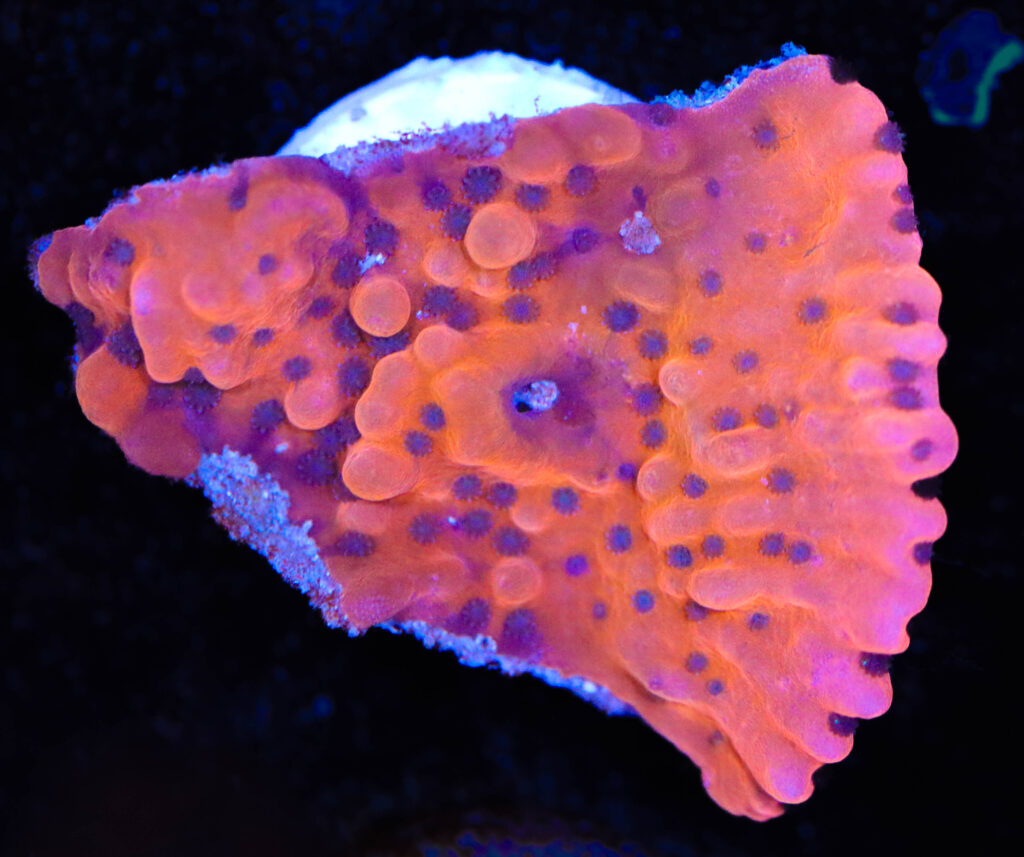 Frag Box Corals