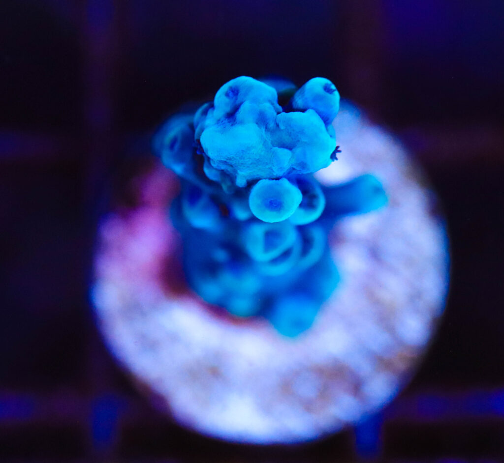 Frag Box Corals