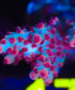Red Polyp Viper Acropora