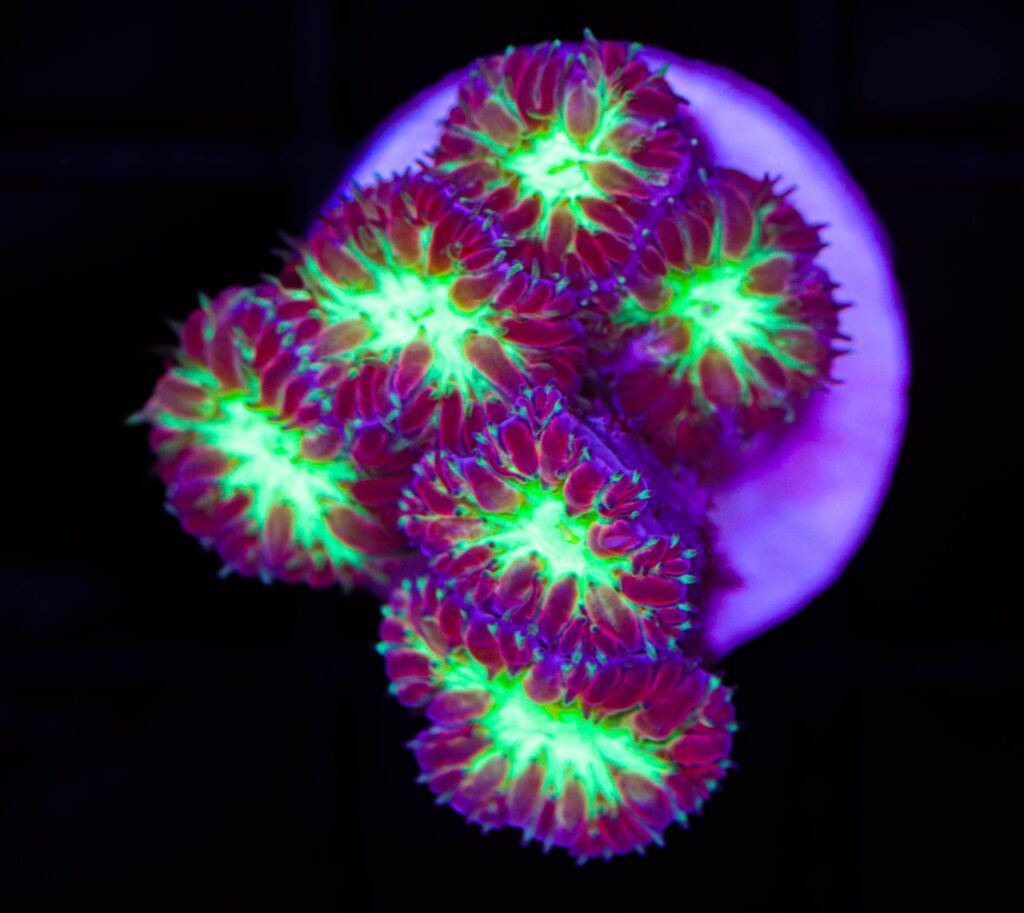Frag Box Corals