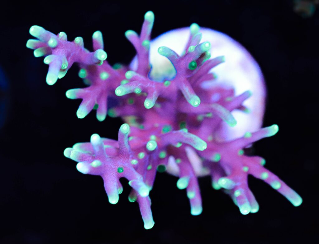 Frag Box Corals