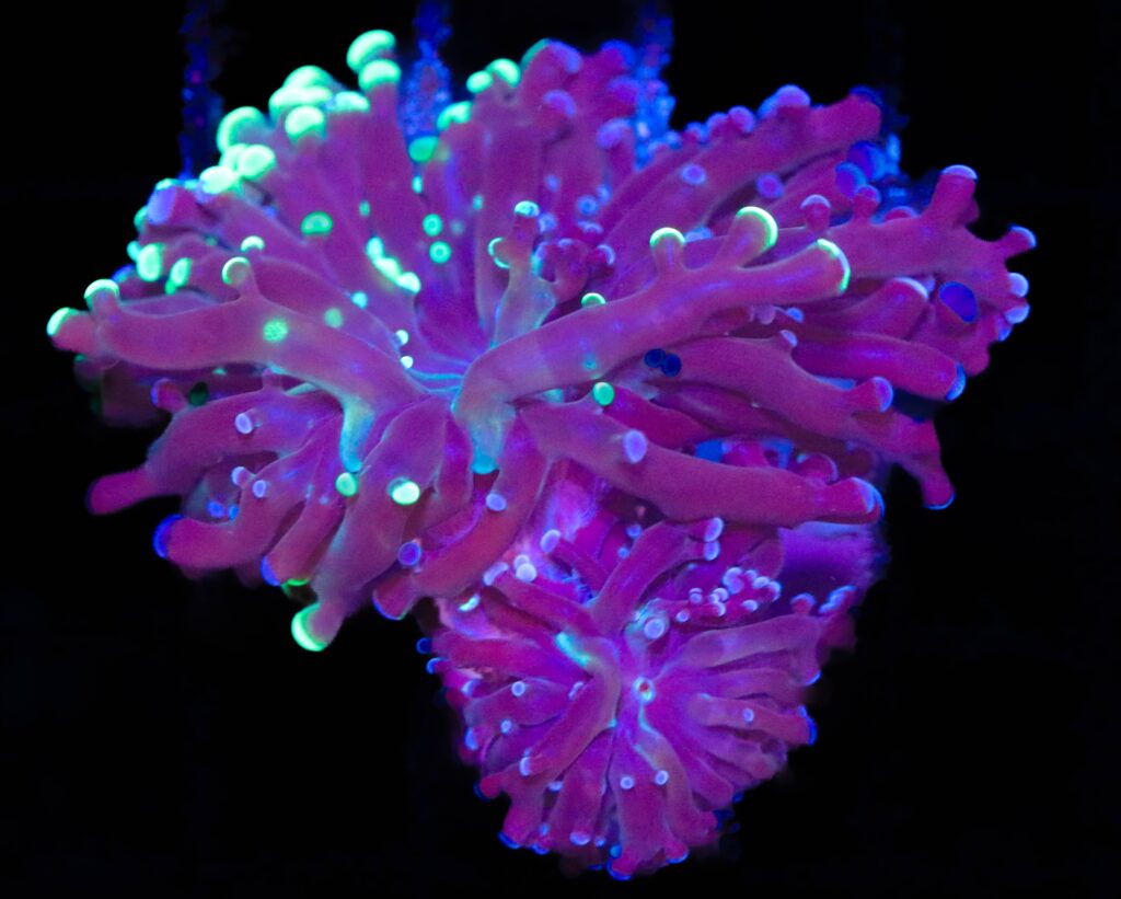 Frag Box Corals
