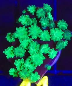 Astreapora Coral Frag * incredibly rare species*  (Row #42:B)