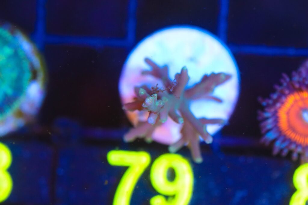 Frag Box Corals