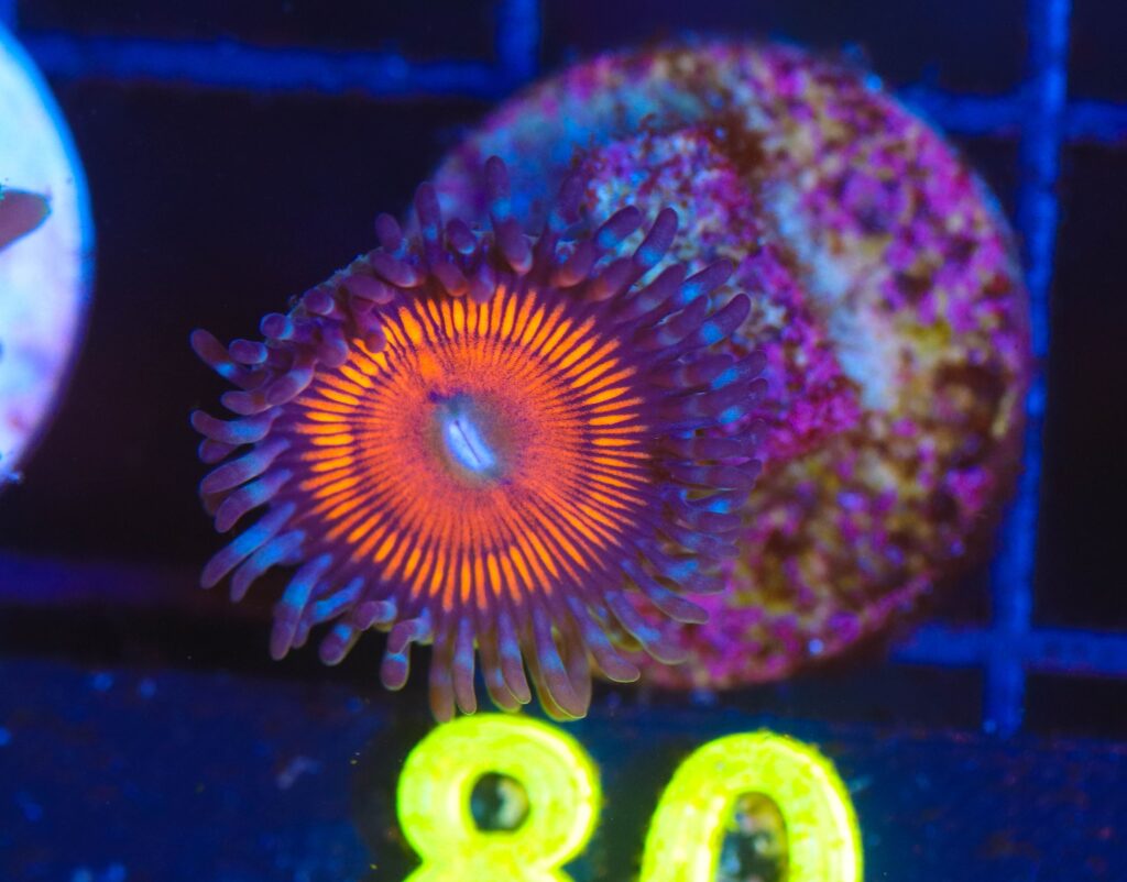 Frag Box Corals