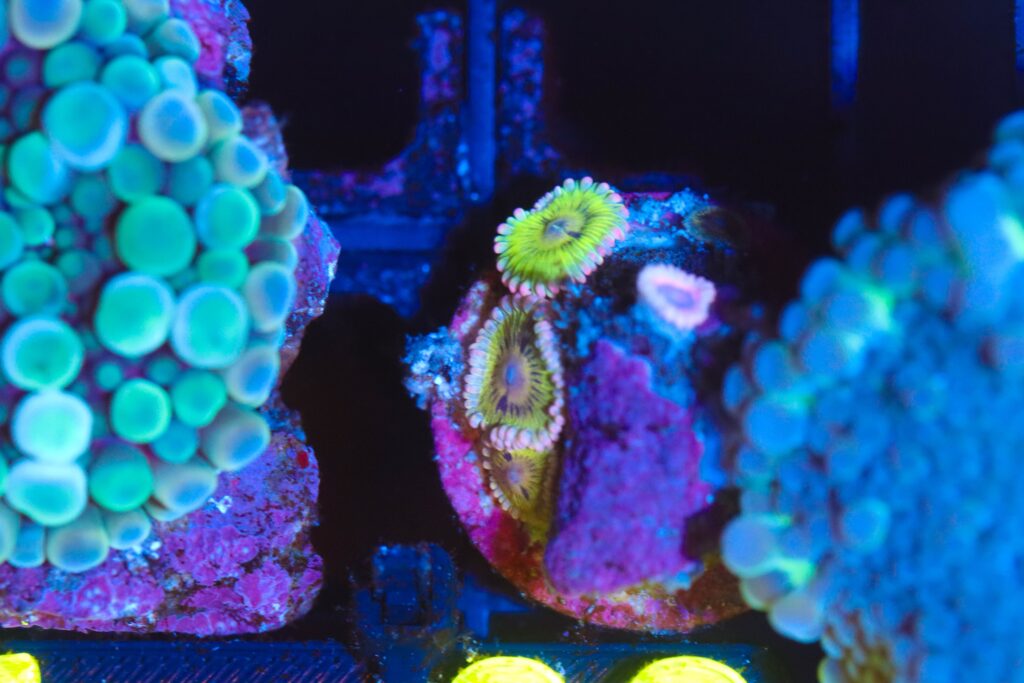 Frag Box Corals