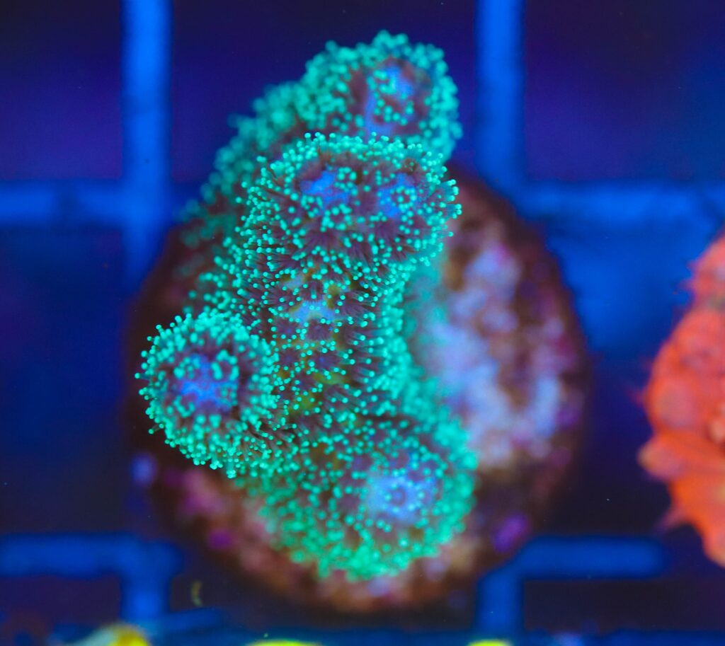 Frag Box Corals