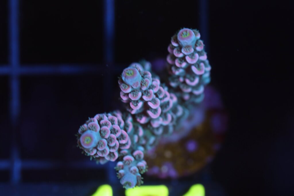 Frag Box Corals