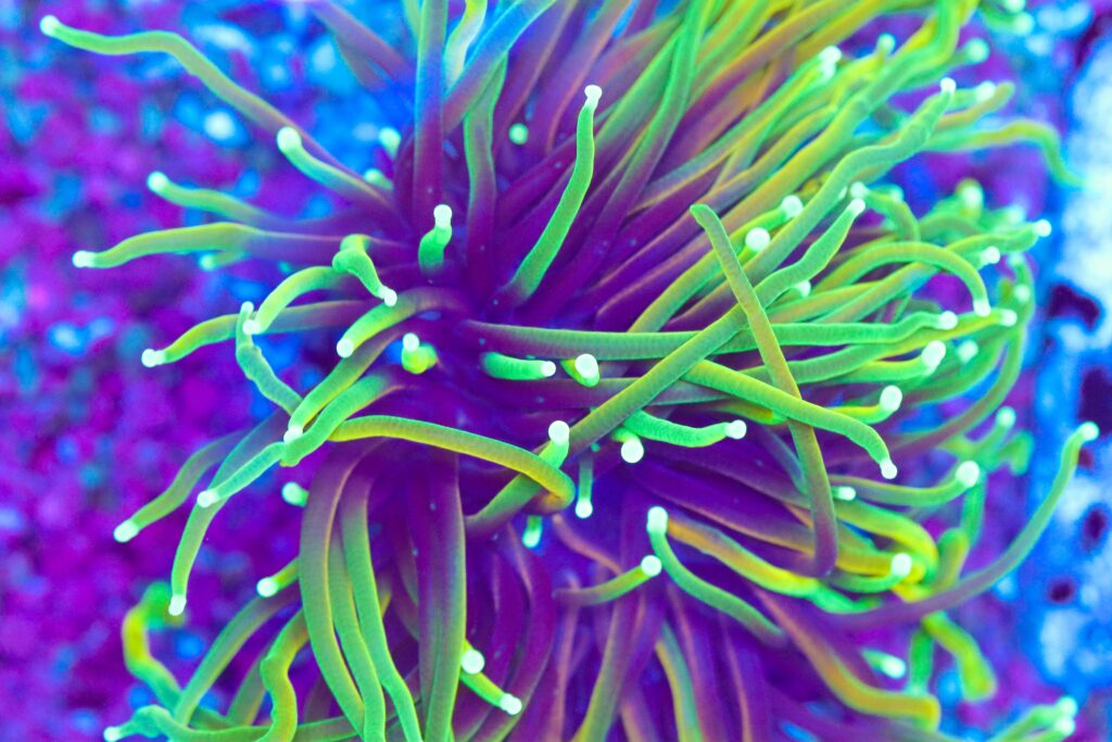 Frag Box Corals
