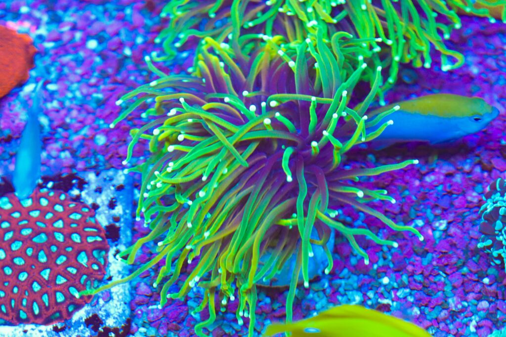 Frag Box Corals
