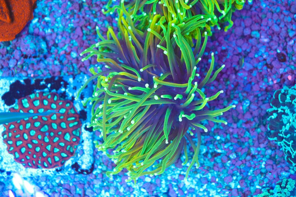 Frag Box Corals