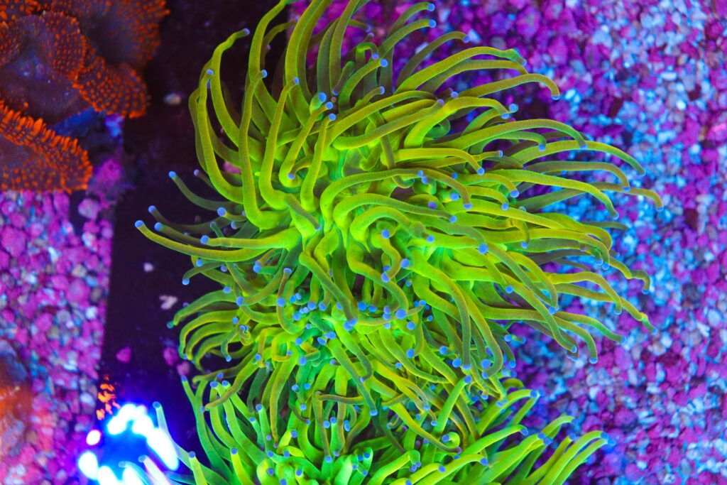 Frag Box Corals