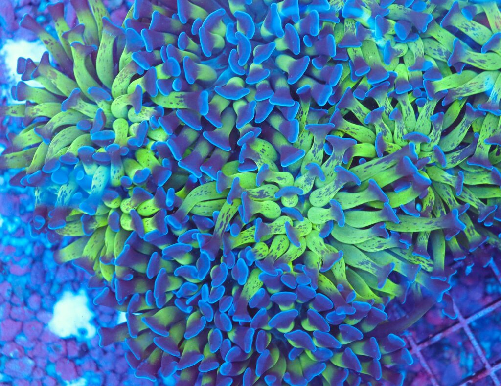 Frag Box Corals