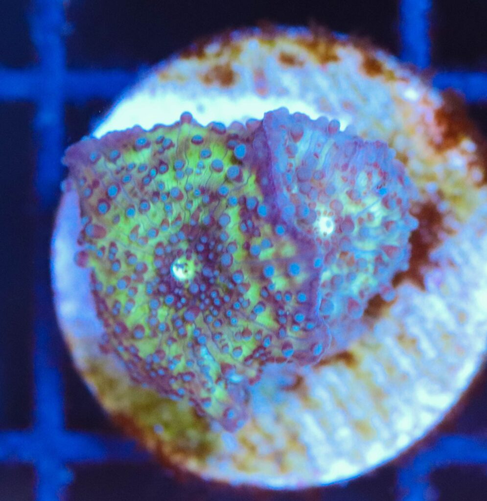 Frag Box Corals