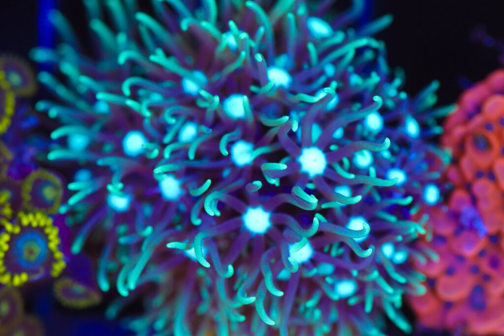 Frag Box Corals