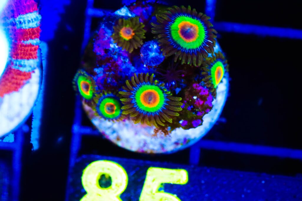 Frag Box Corals