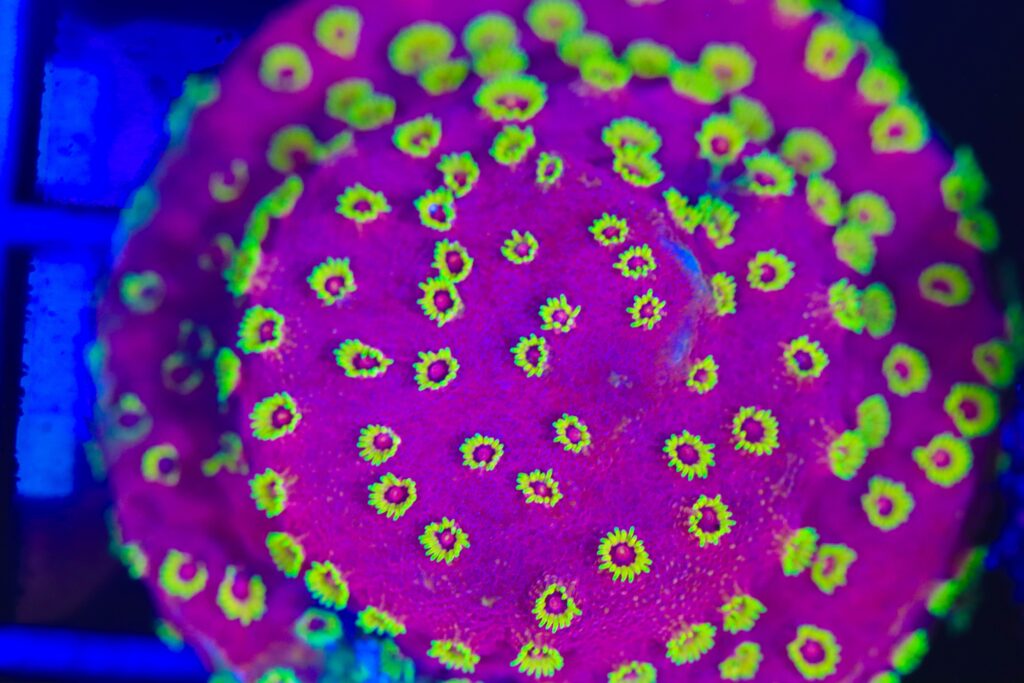 Frag Box Corals
