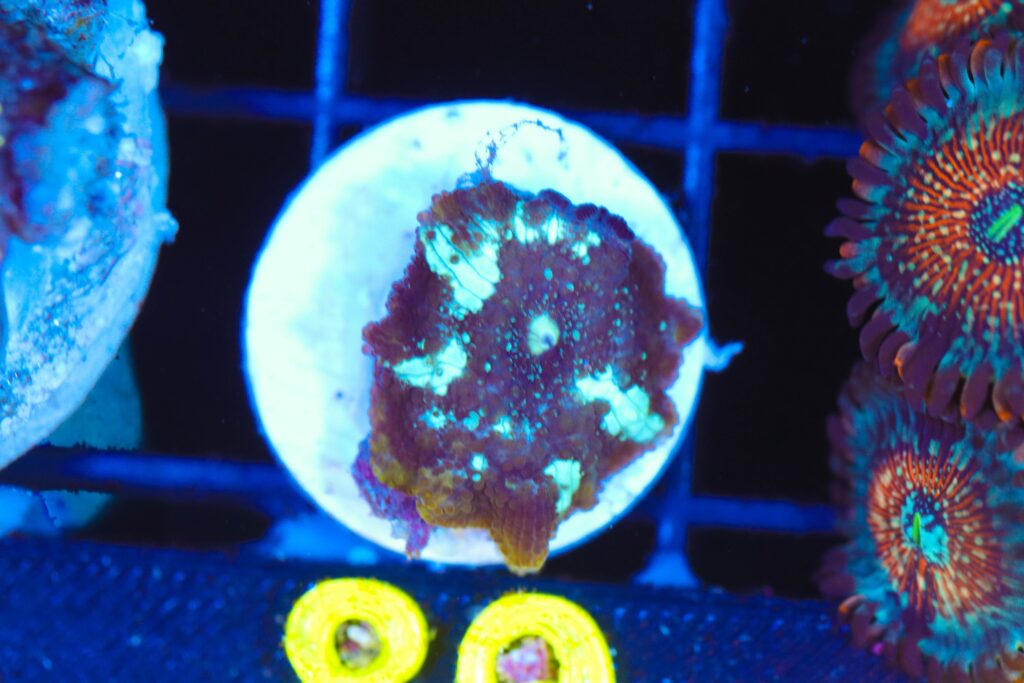 Frag Box Corals