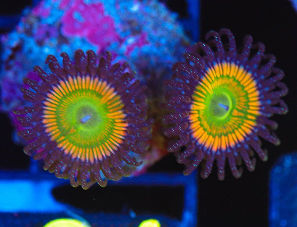 Frag Box Corals