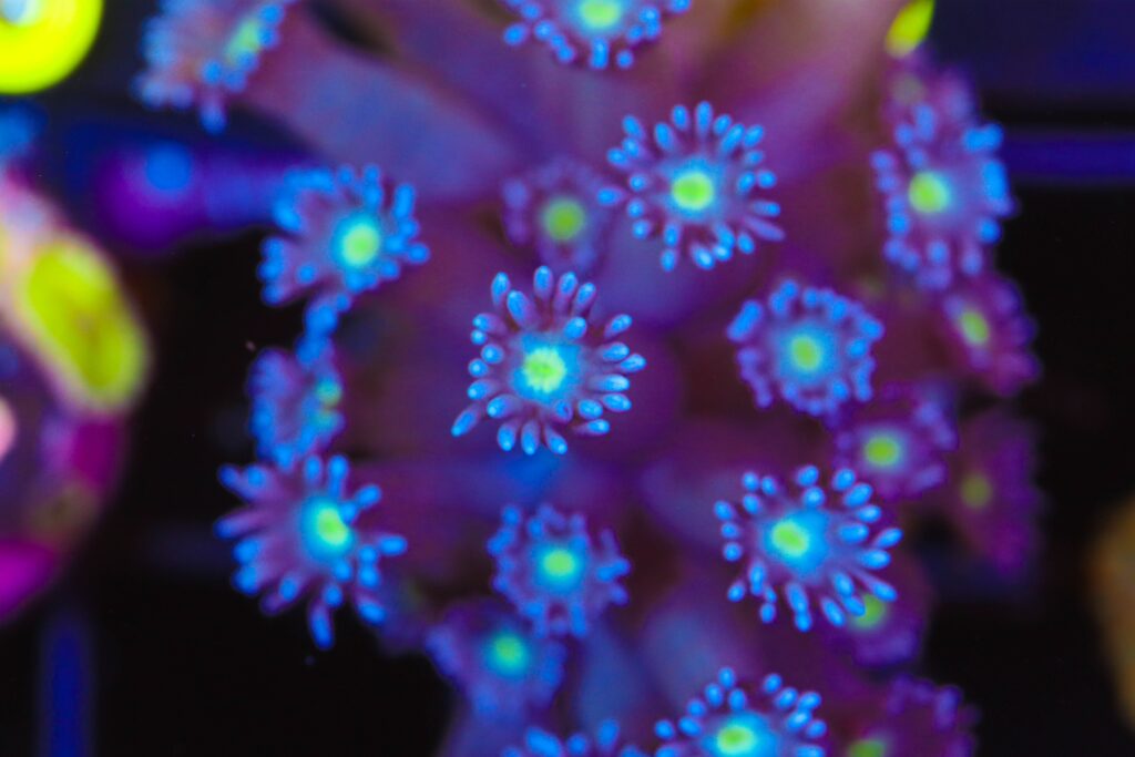 Frag Box Corals