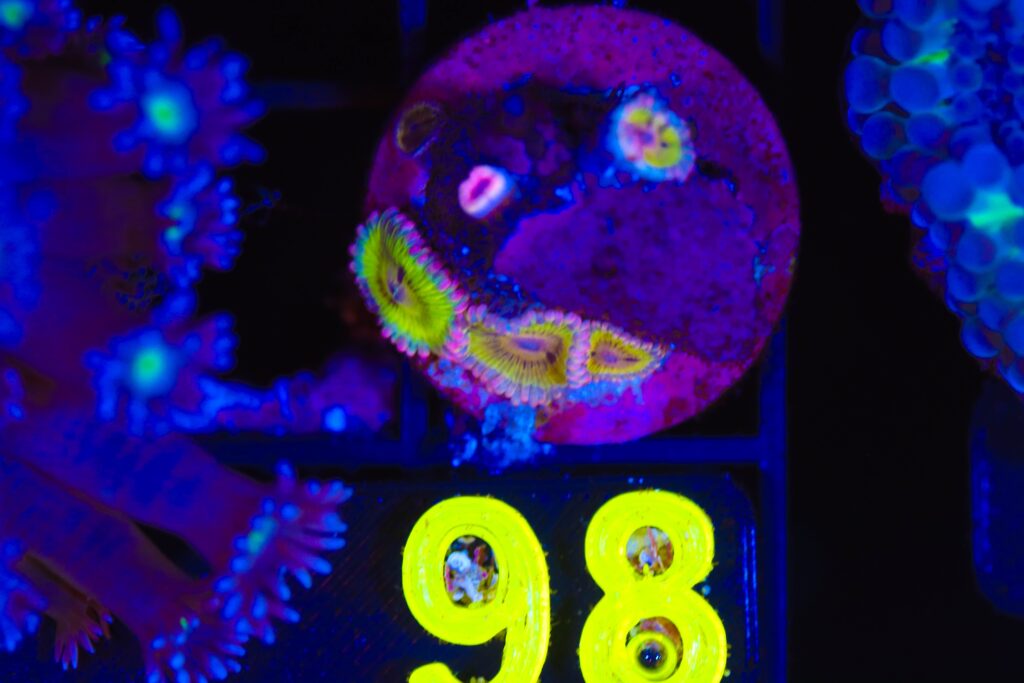 Frag Box Corals