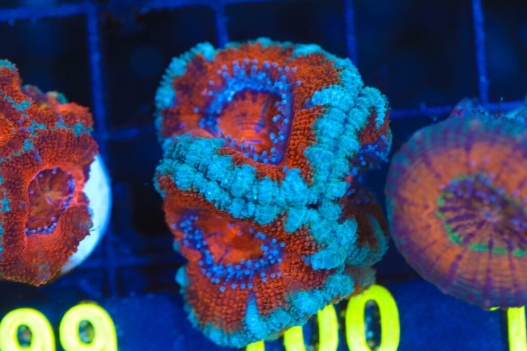 Frag Box Corals