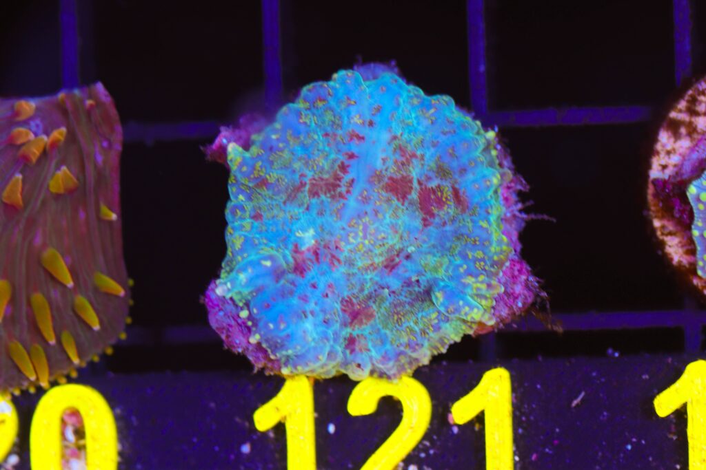 Frag Box Corals