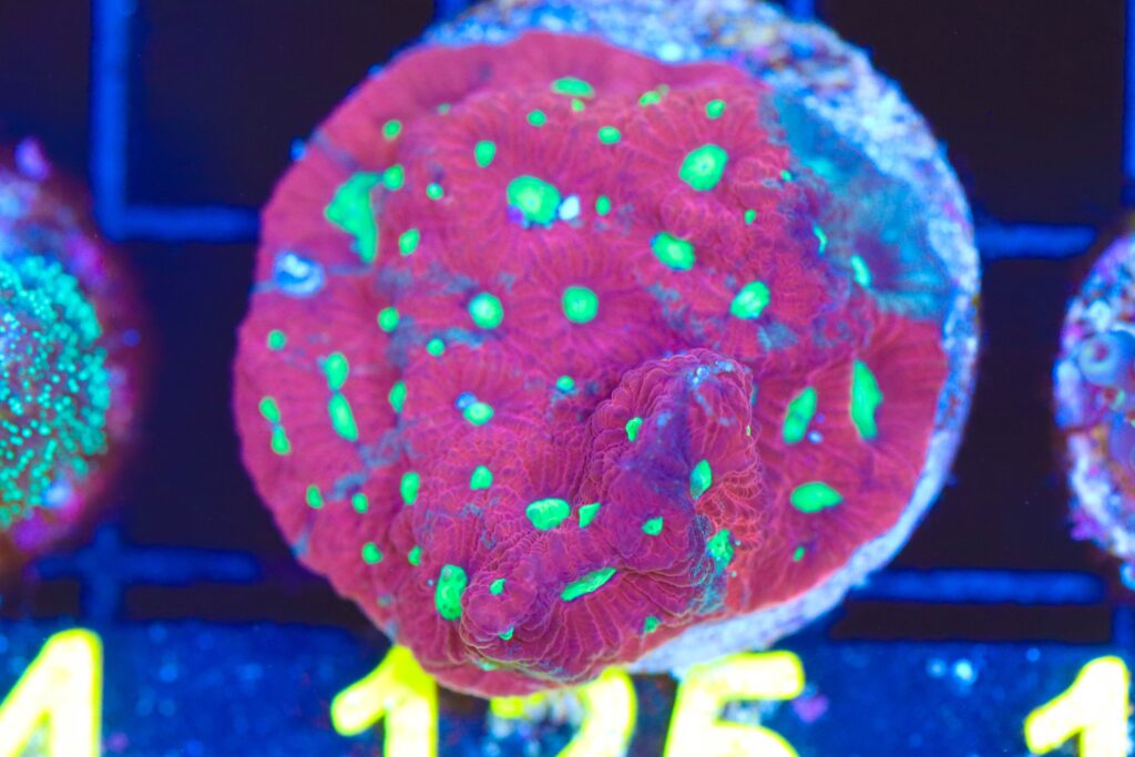 Frag Box Corals