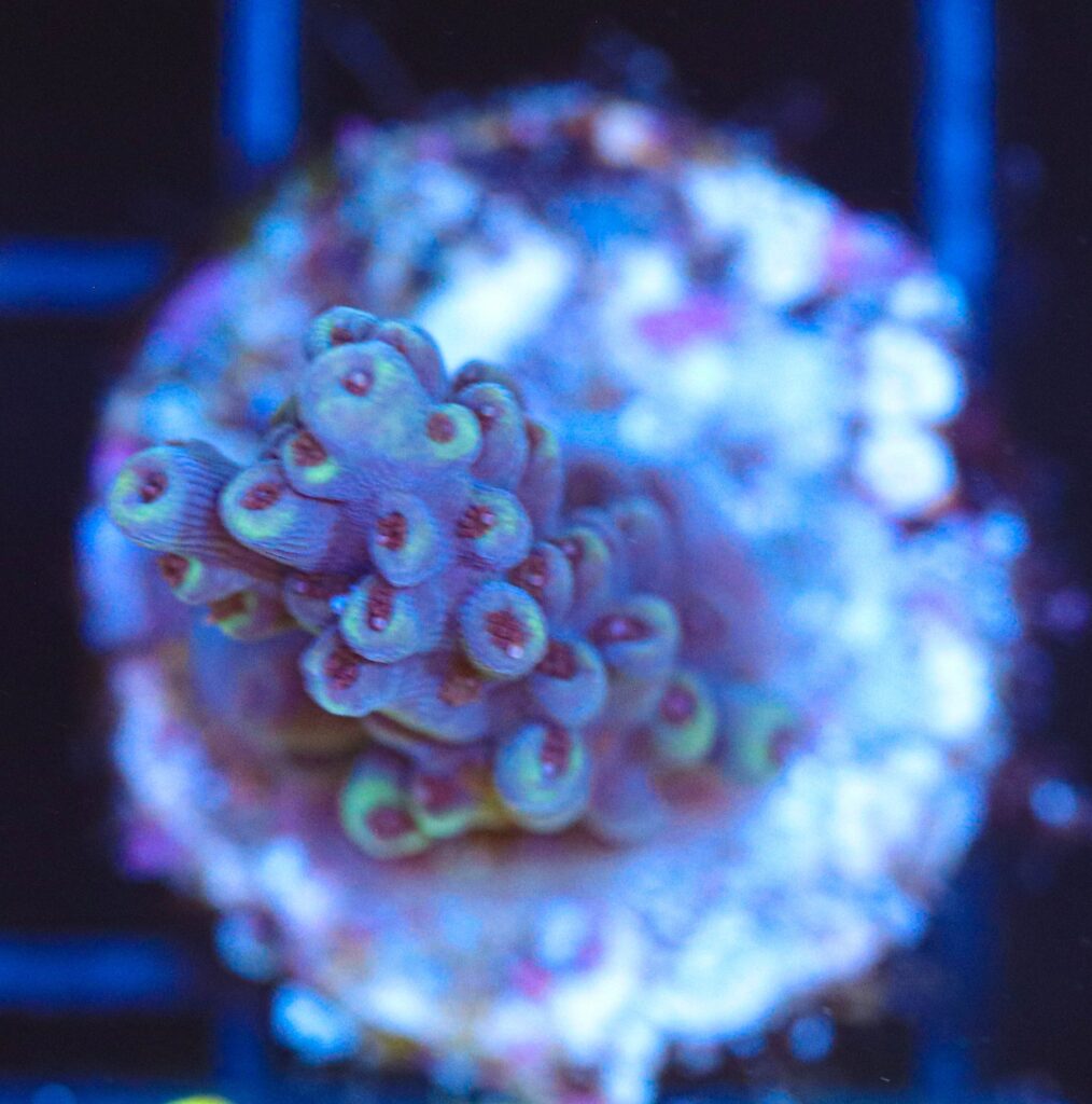 Frag Box Corals