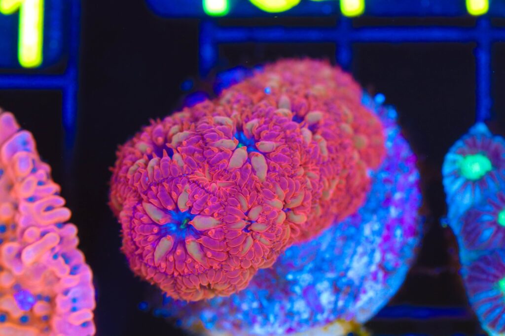 Frag Box Corals