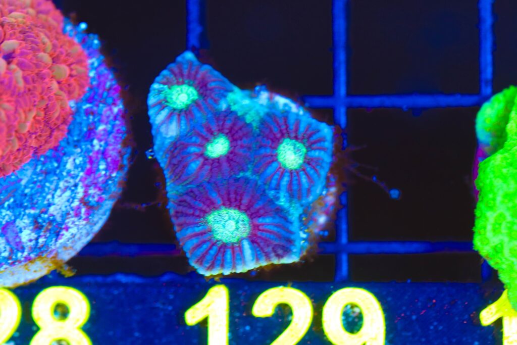 Frag Box Corals