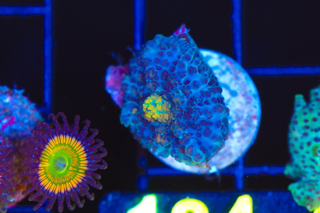 Frag Box Corals