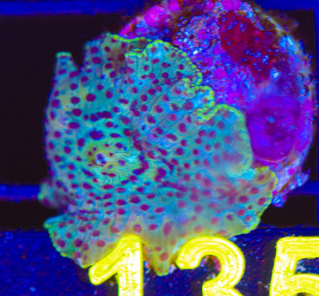Frag Box Corals