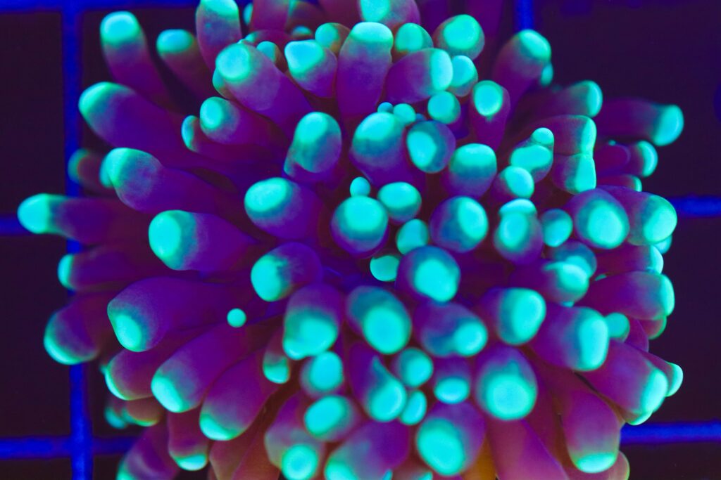 Frag Box Corals