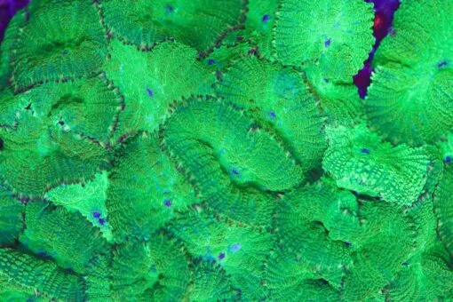 Frag Box Corals