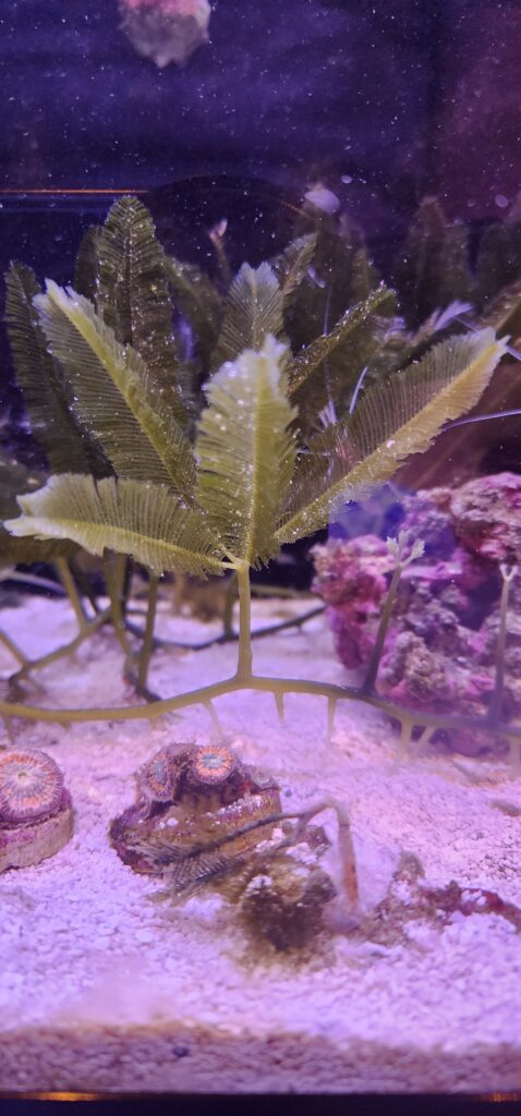 Frag Box Corals