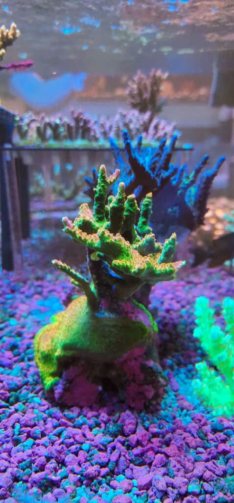 Frag Box Corals