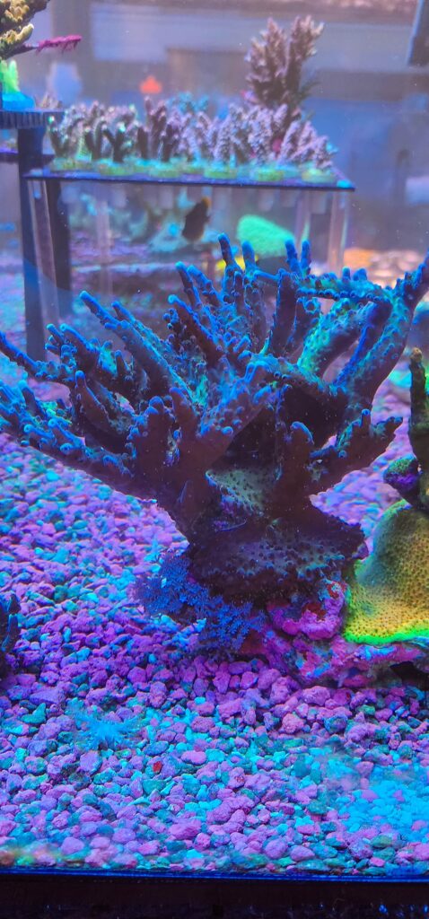 Frag Box Corals
