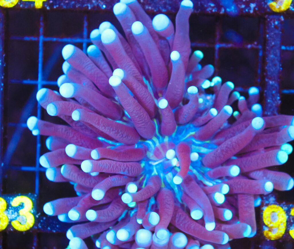 Frag Box Corals