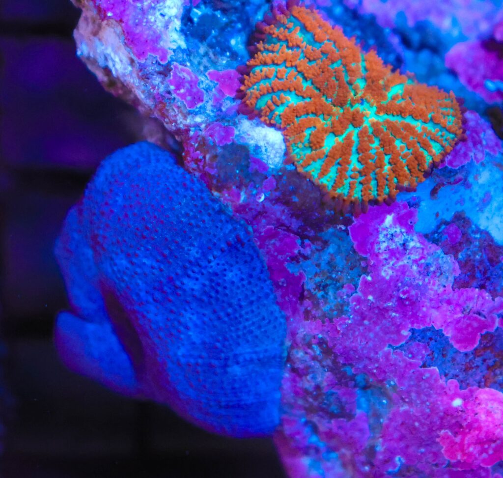 Frag Box Corals