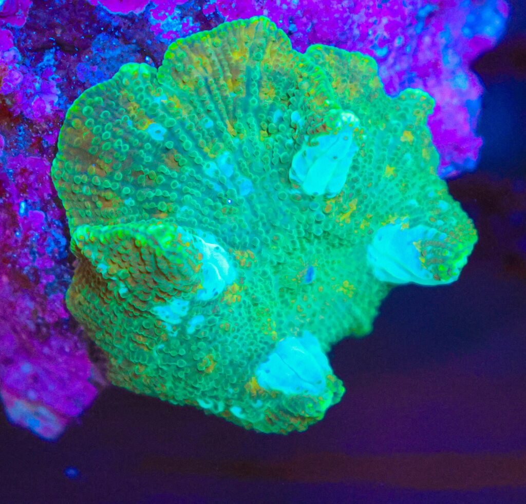 Frag Box Corals