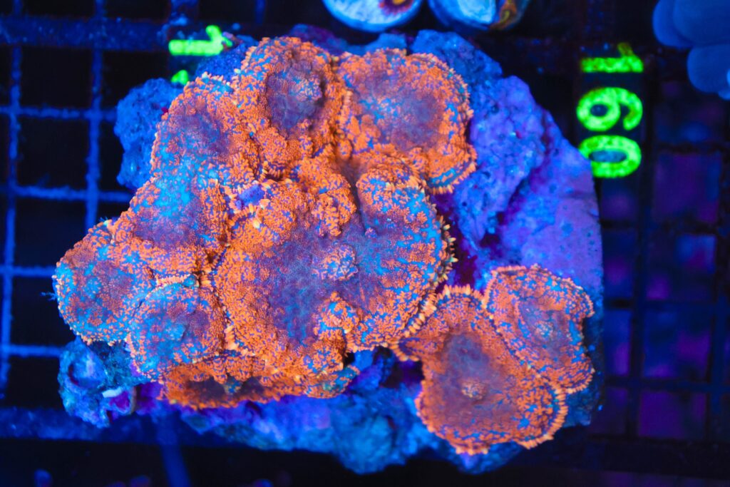 Frag Box Corals
