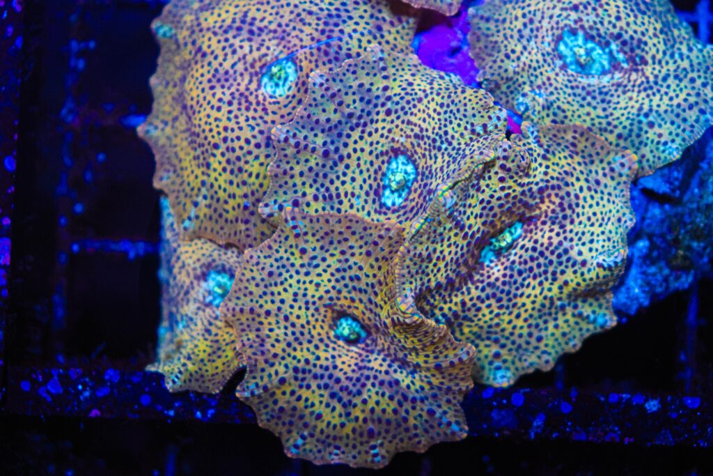 Frag Box Corals