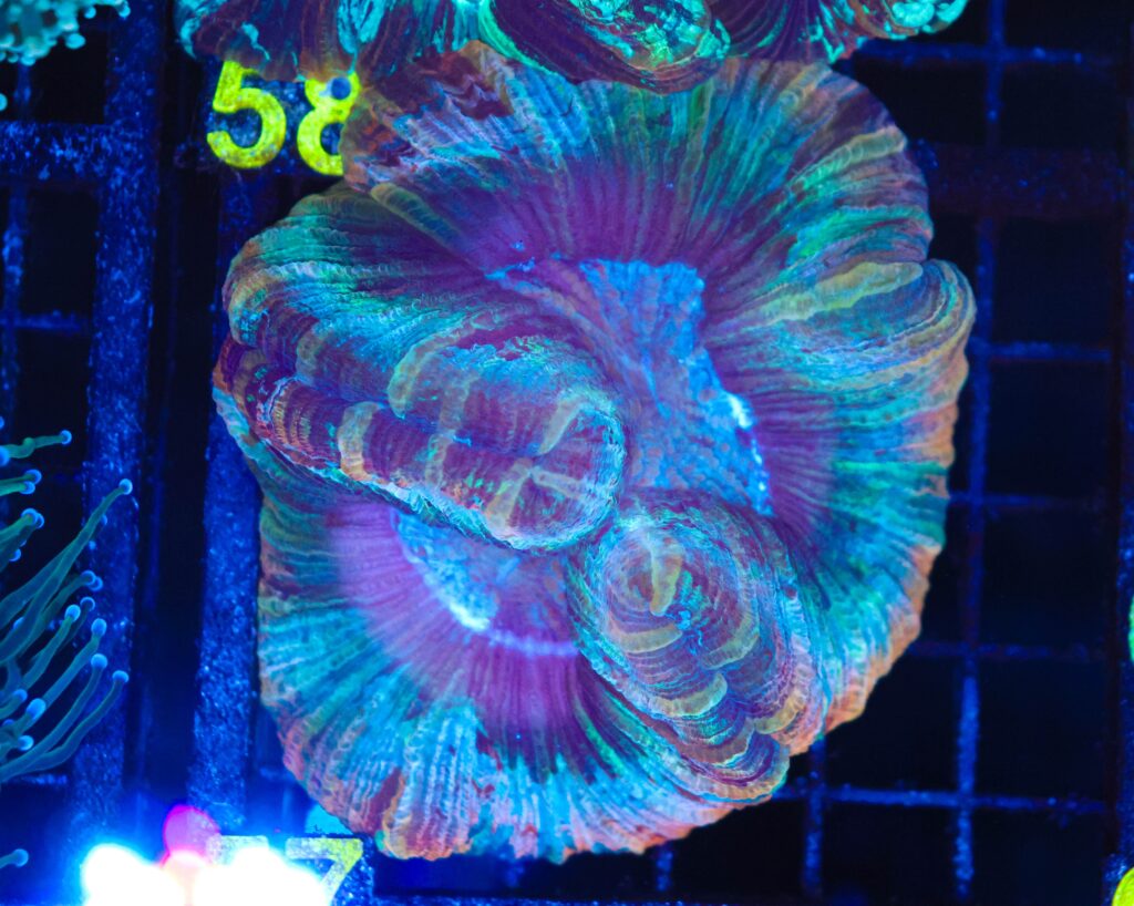 Frag Box Corals