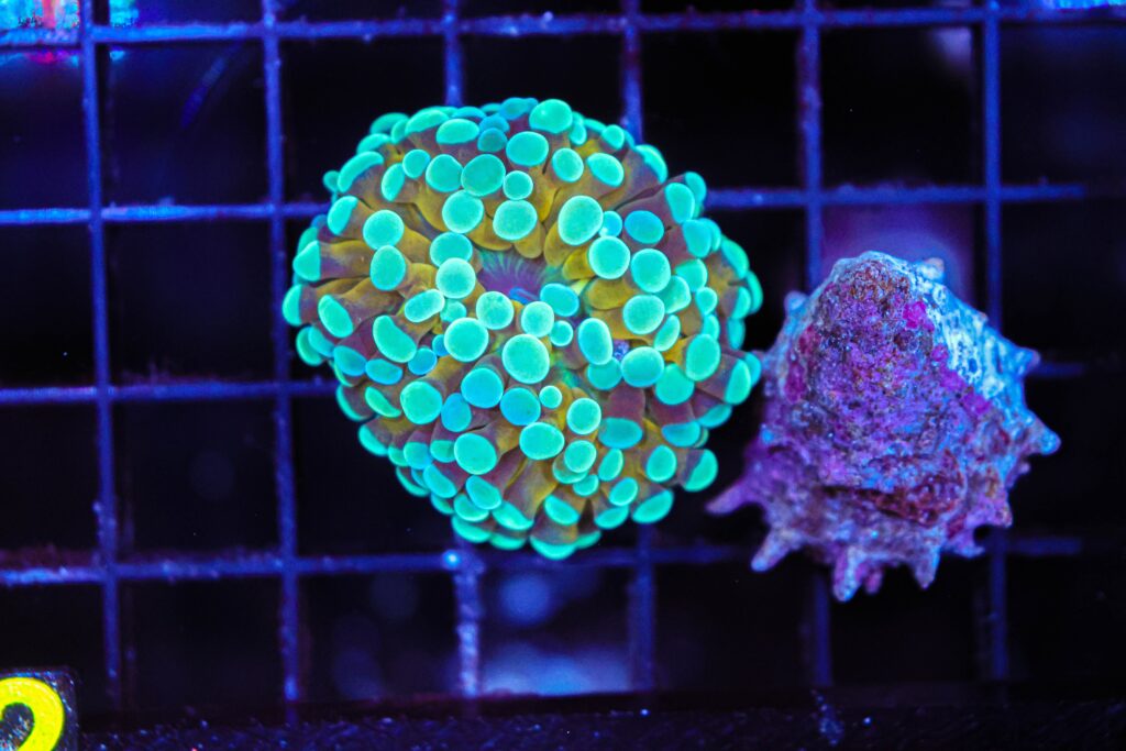 Frag Box Corals