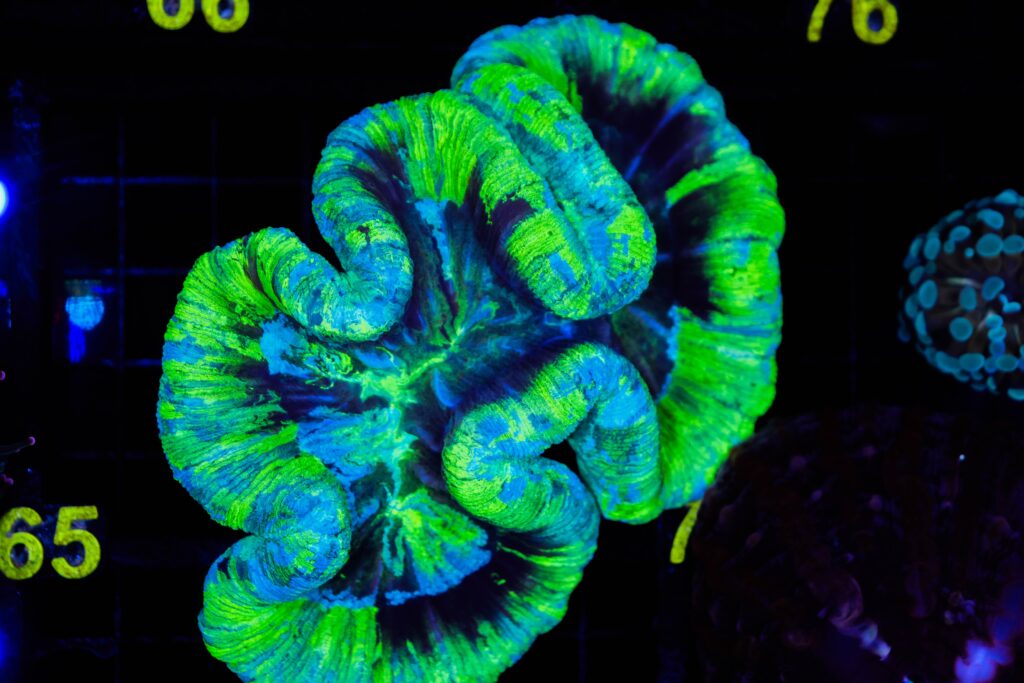Frag Box Corals