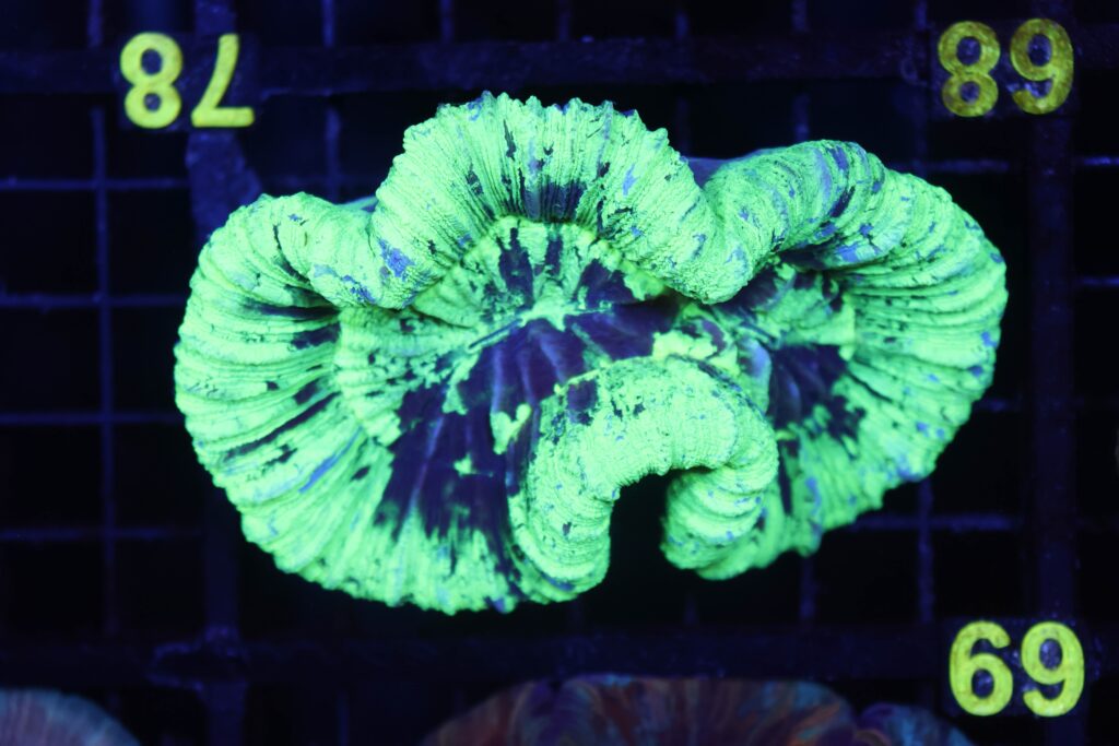 Frag Box Corals