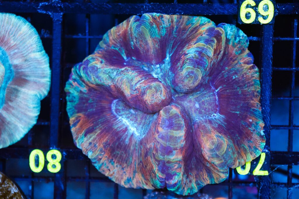 Frag Box Corals