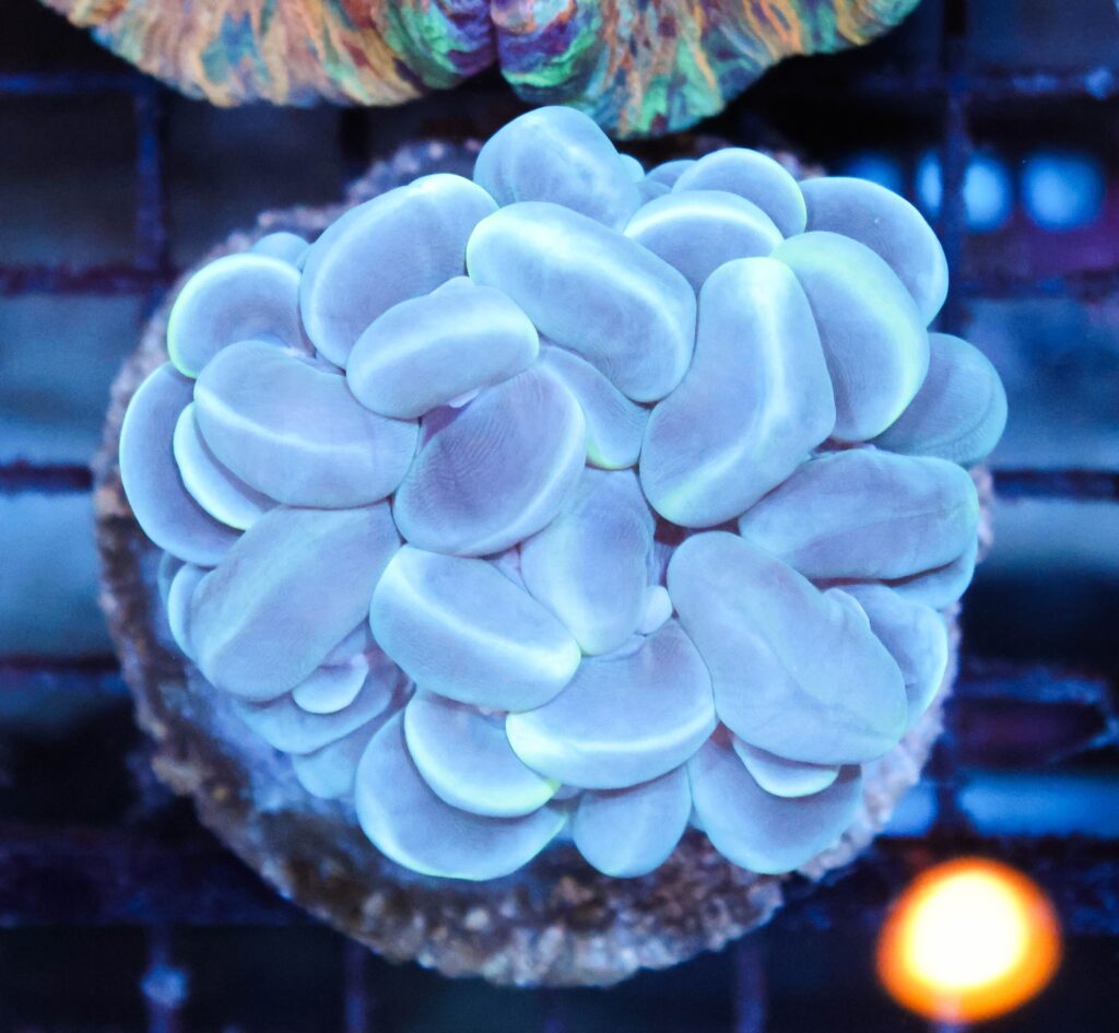 Frag Box Corals