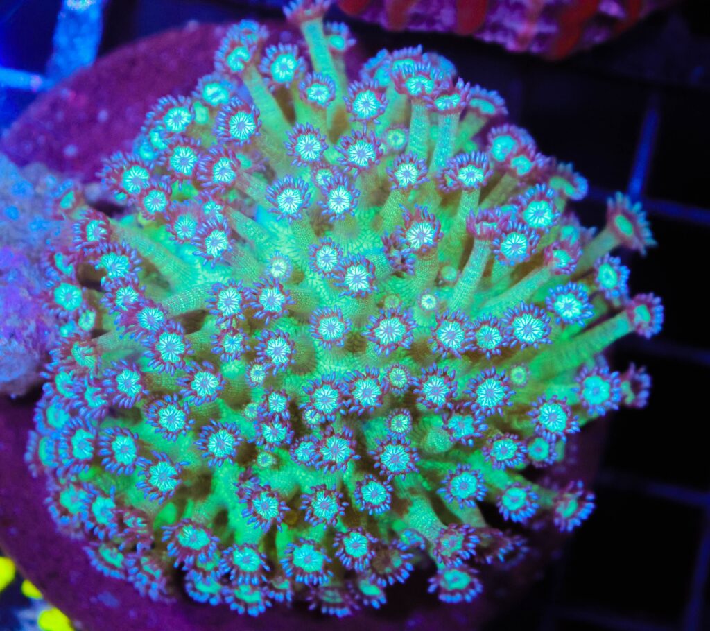 Frag Box Corals